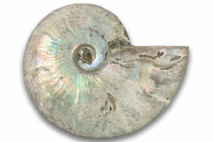 Silver Iridescent Ammonite (Cleoniceras) Fossil - Madagascar #323460